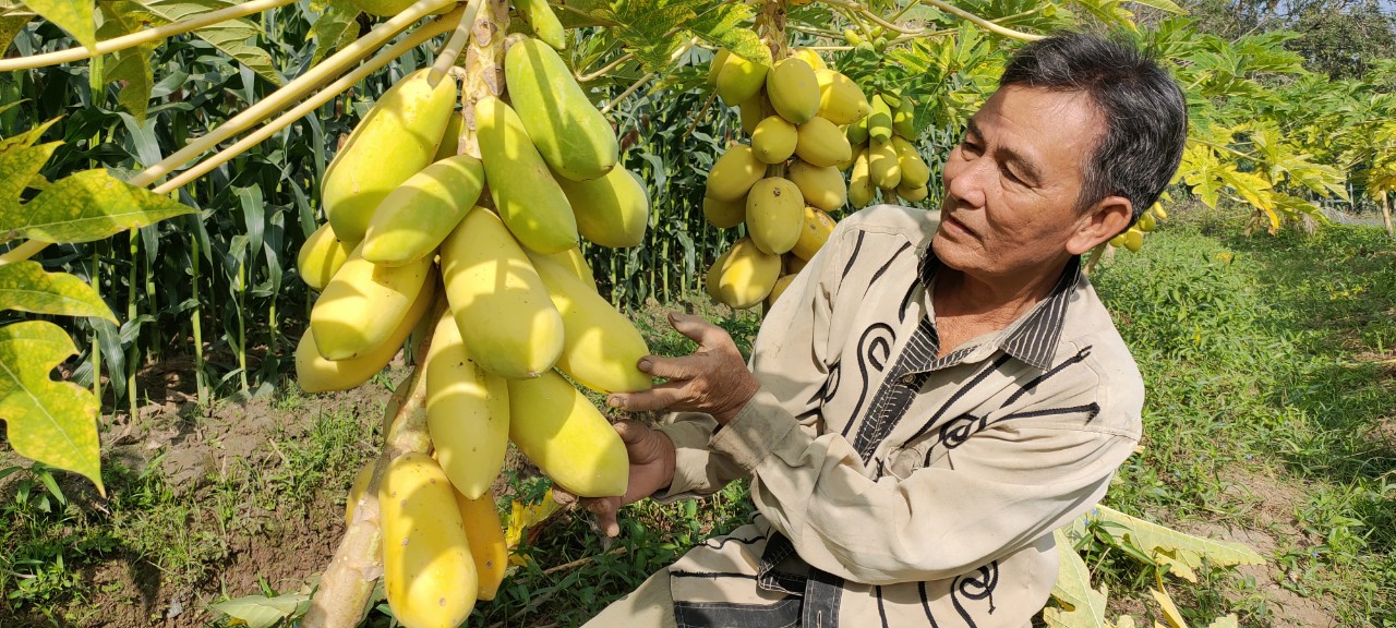 Khan hiếm trái cây tạo hình bán trong dịp Tết
